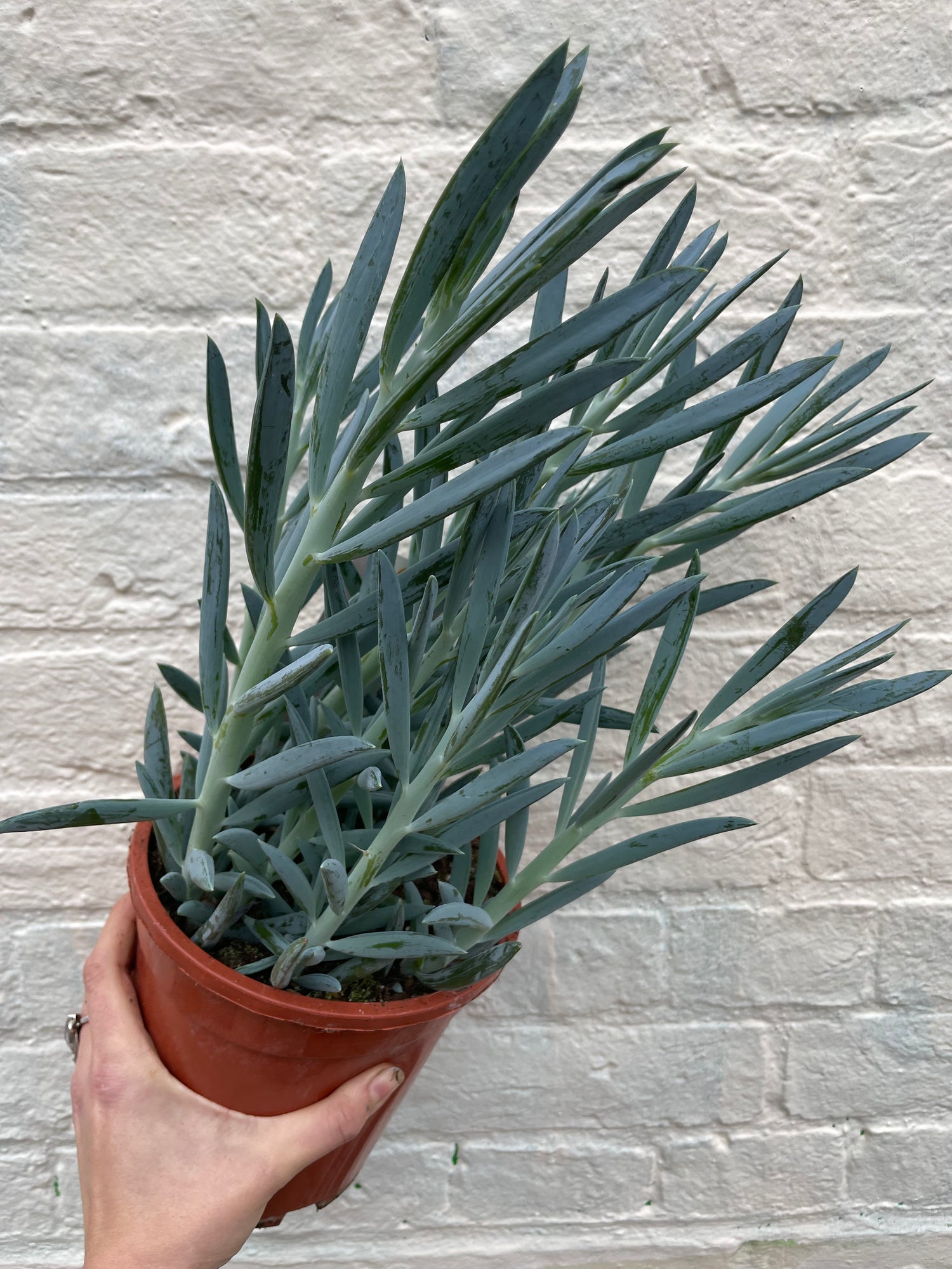 Curio ficoides ( Skyscraper Succulent) (Various Varieties)