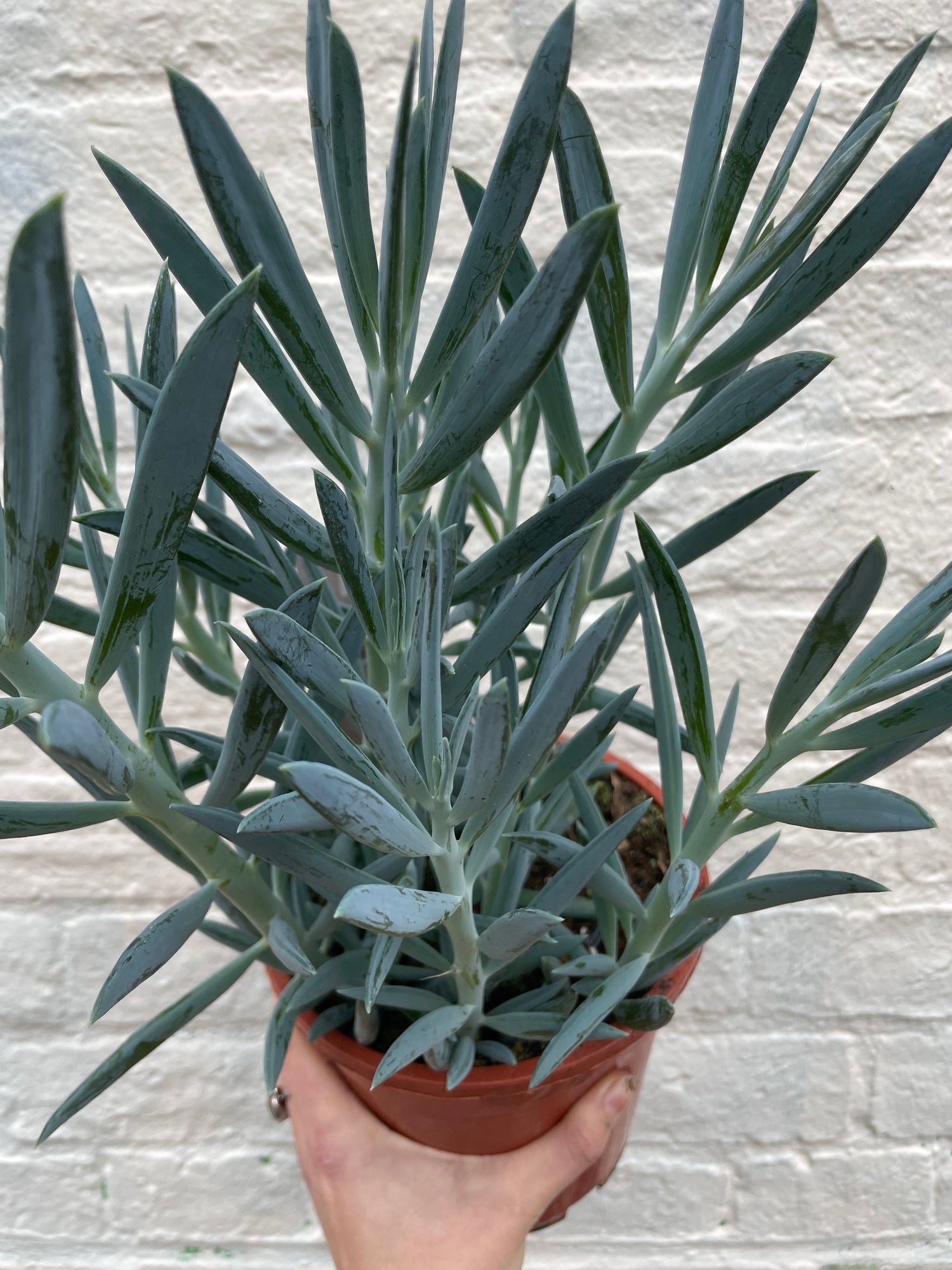 Curio ficoides ( Skyscraper Succulent) (Various Varieties)