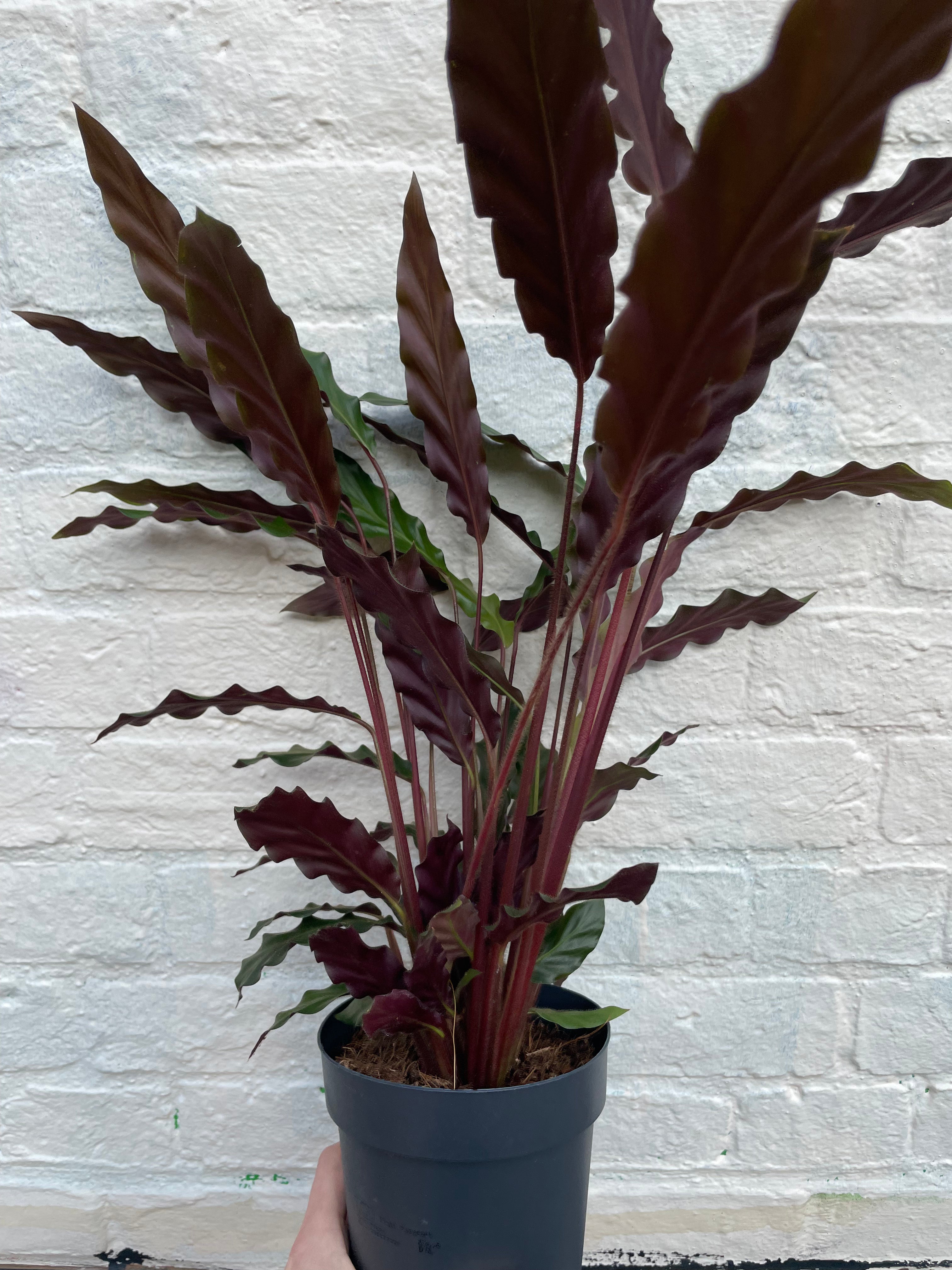 Goeppertia rufibarba syn. Calathea rufibarba (Velvet Calathea) Various sizes