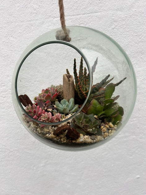 Hanging Succulent Globe Open Terrarium