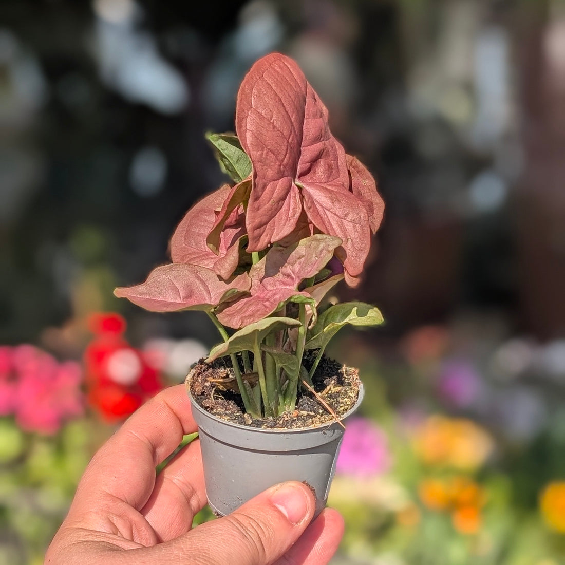 Syngonium podophyllum &