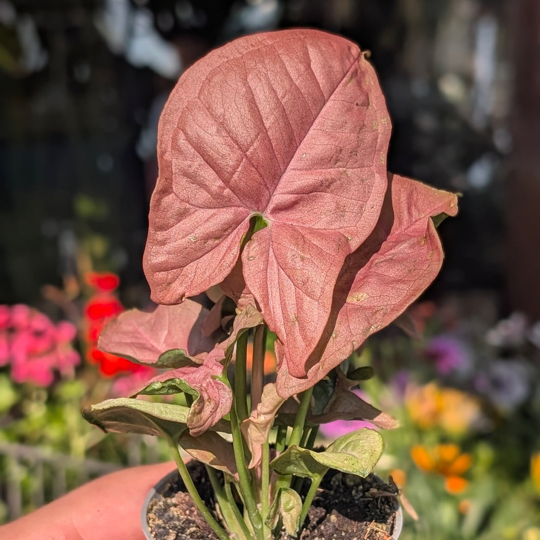 Syngonium podophyllum &