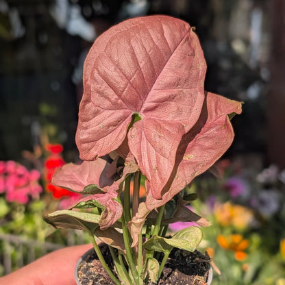Syngonium podophyllum &