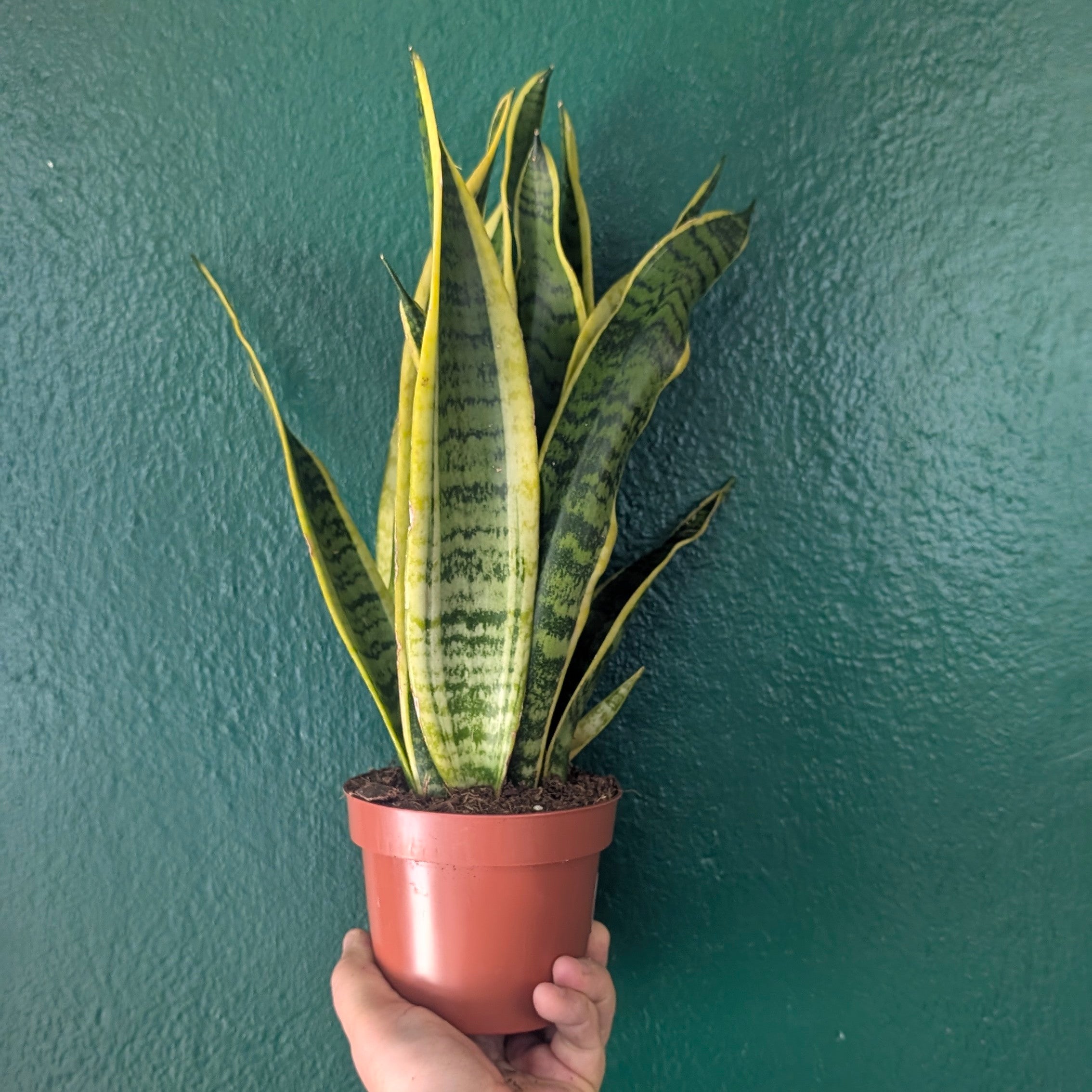 Sansevieria trifasciata &