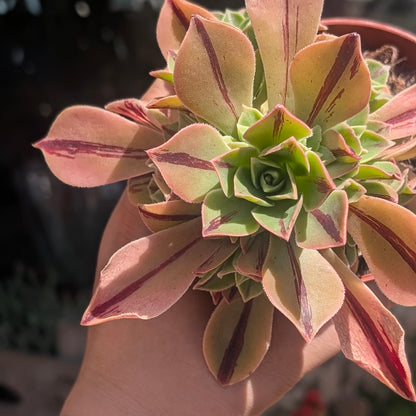 Aeonium leucoblepharum &