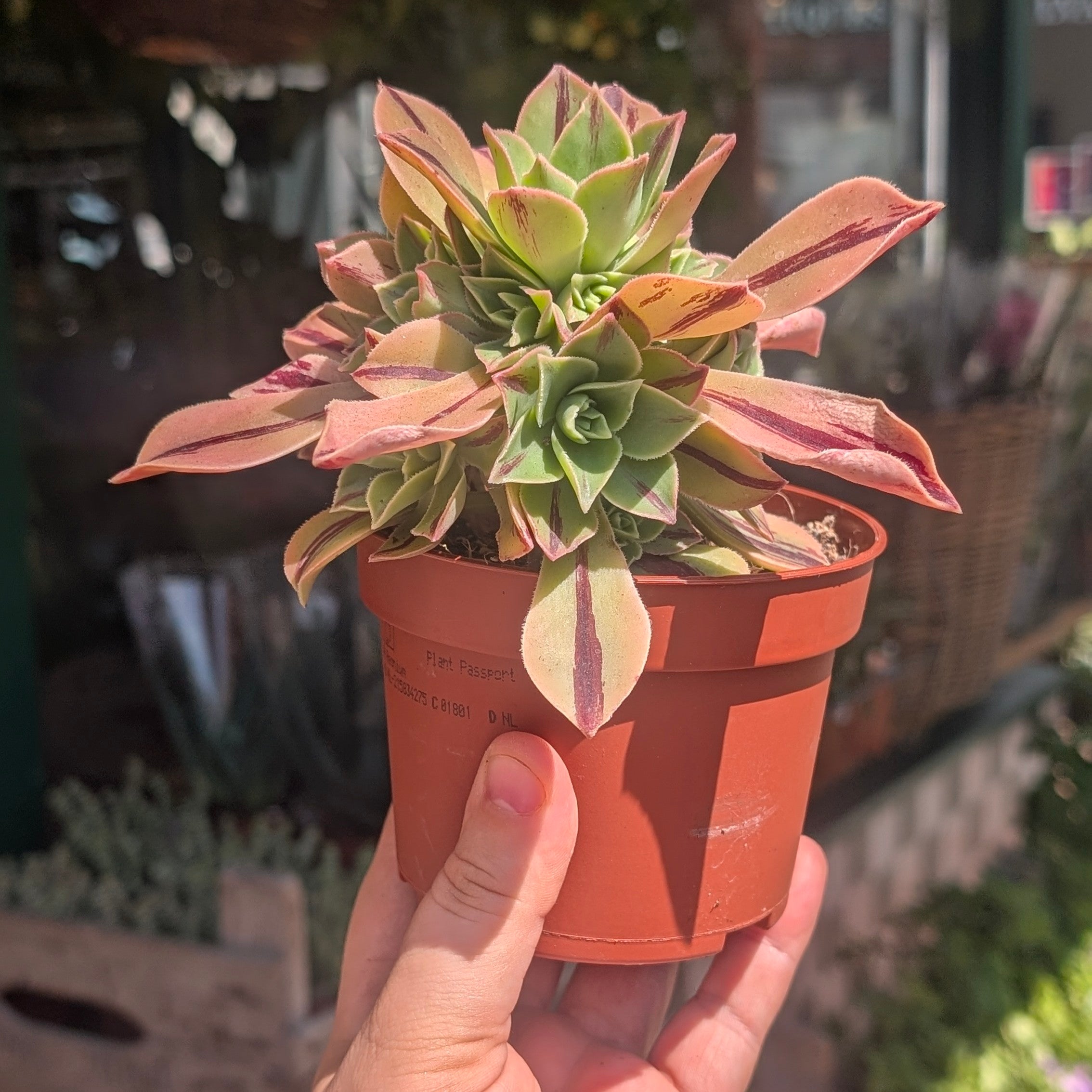 Aeonium leucoblepharum &