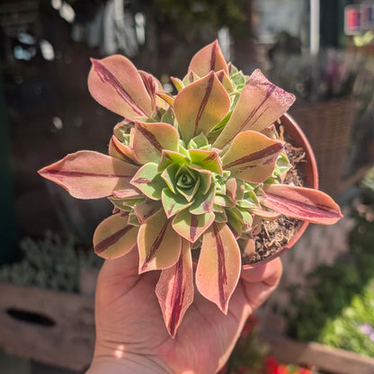 Aeonium leucoblepharum &