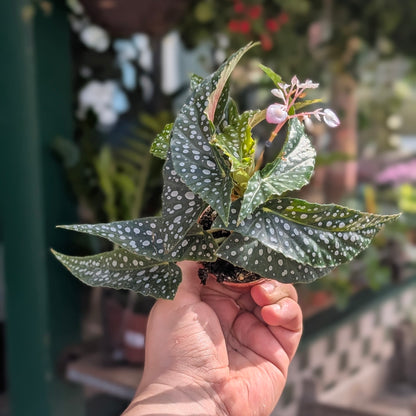 Begonia maculata &