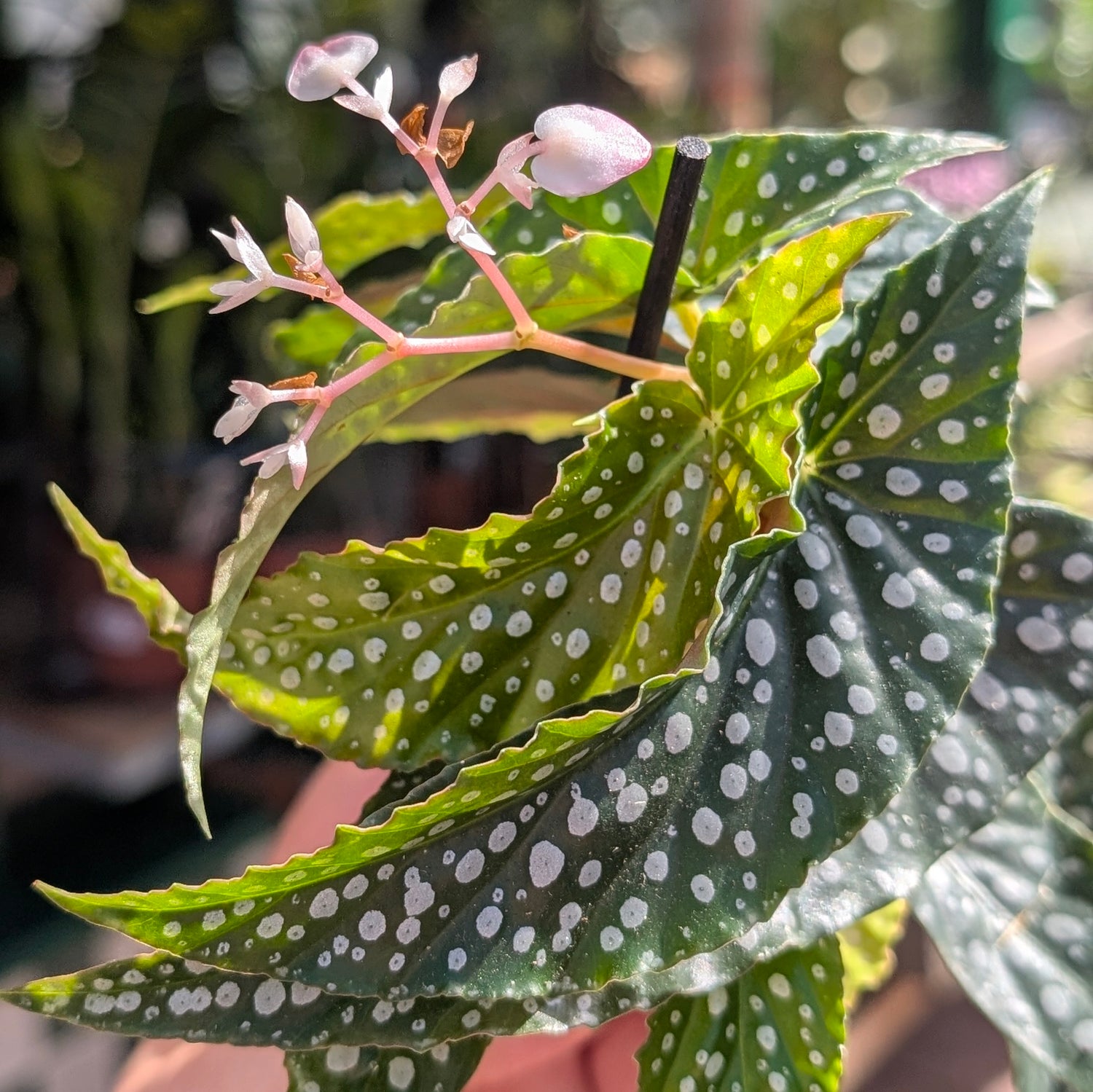 Begonia maculata &