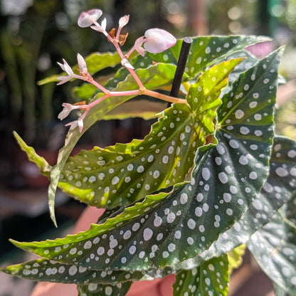 Begonia maculata &