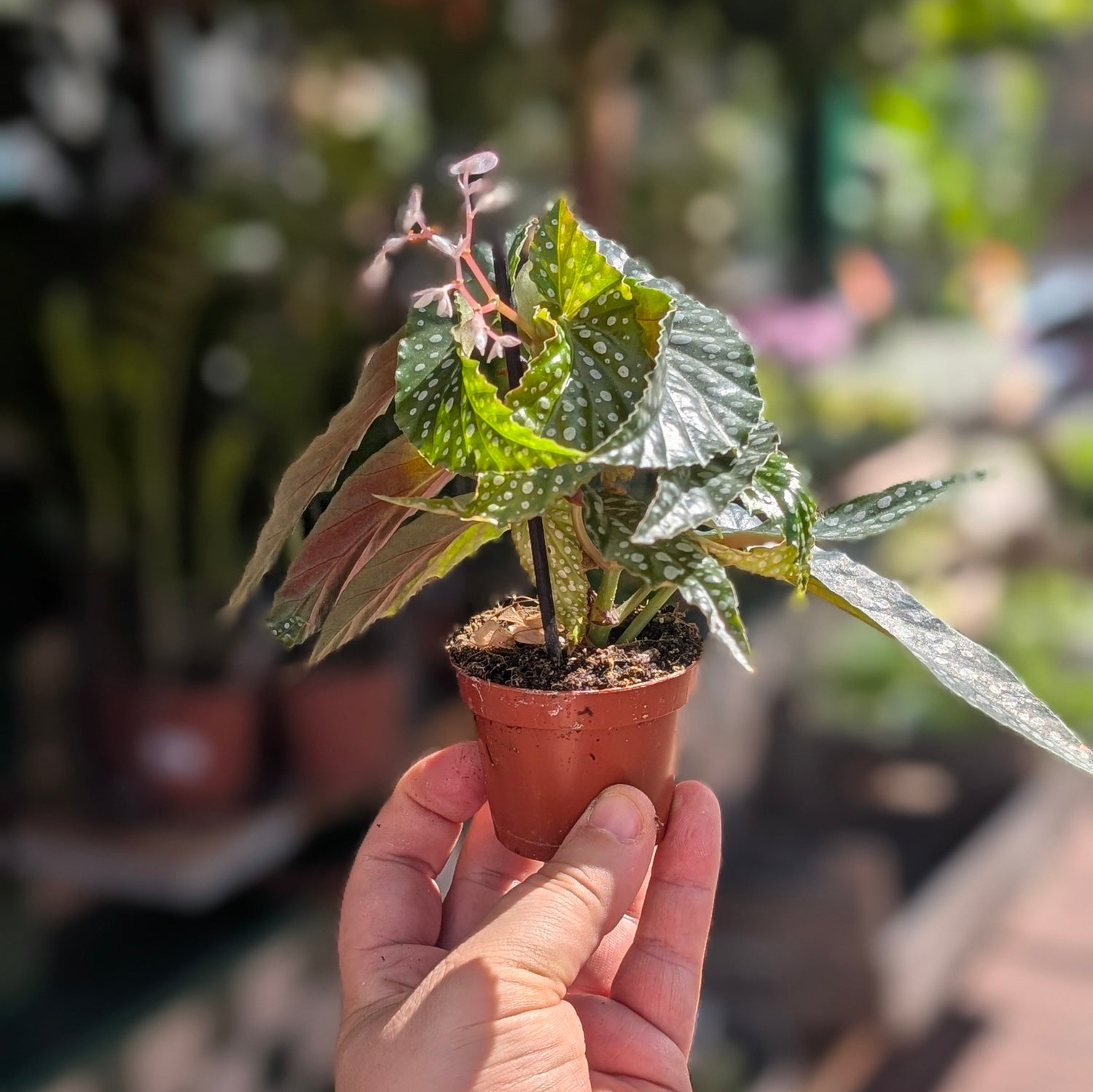 Begonia maculata &