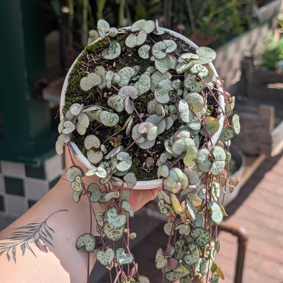 Ceropegia woodii &