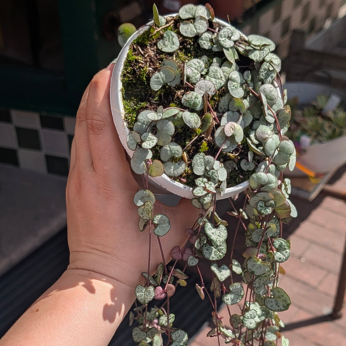 Ceropegia woodii &