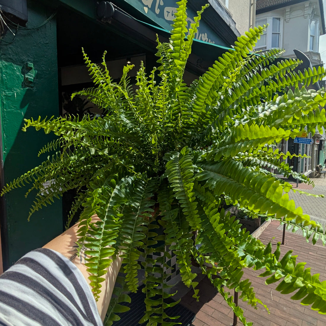 Nephrolepis Exaltata (Boston Fern)