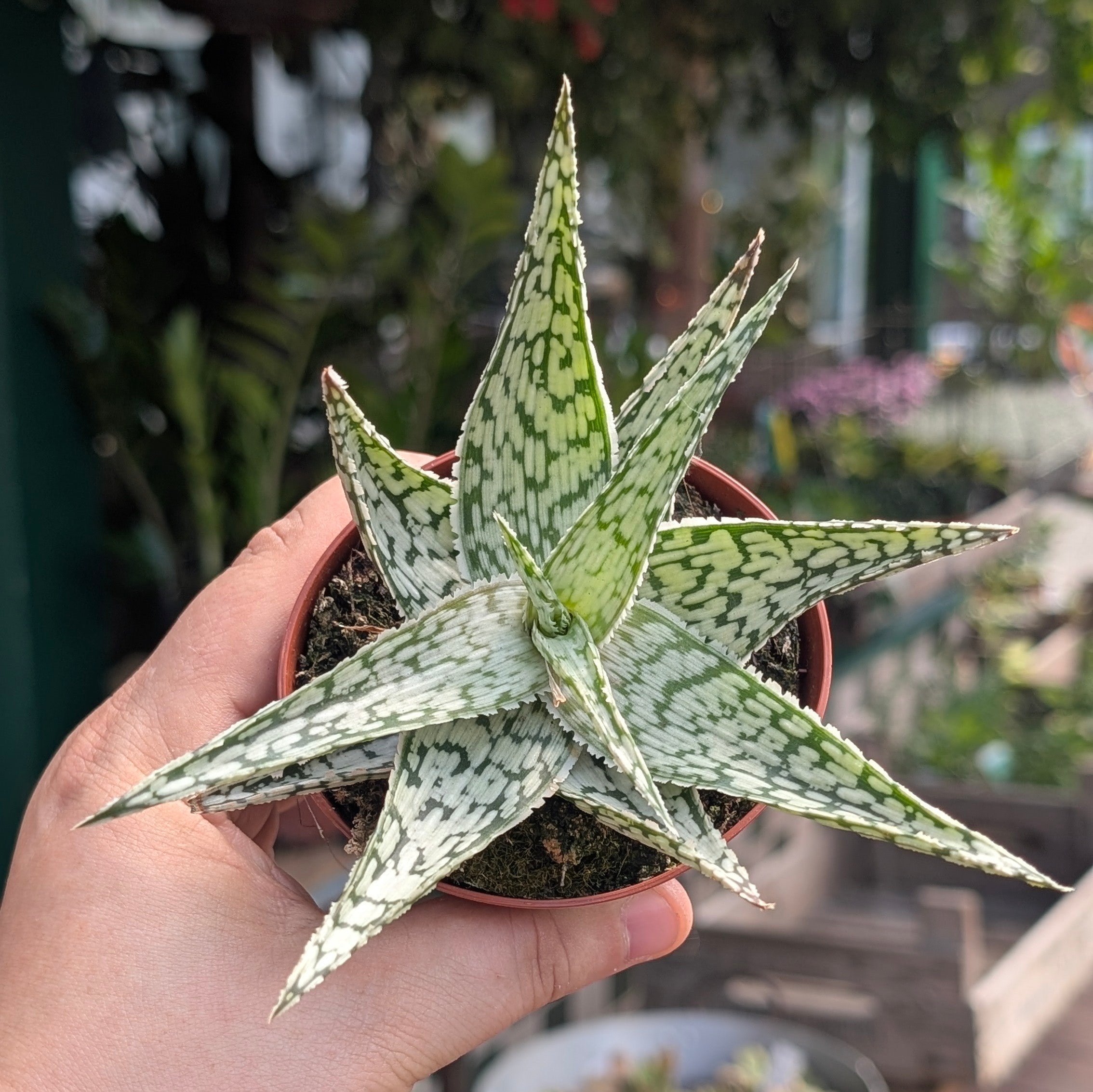 Aloe somaliensis (Somalian Aloe)