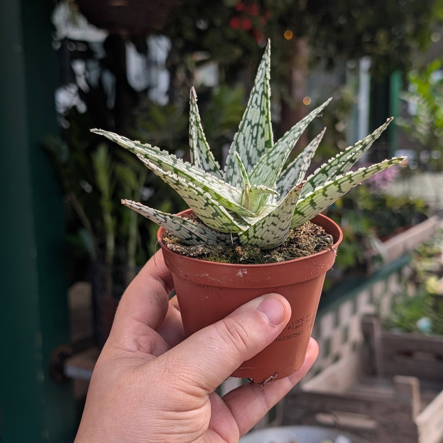 Aloe somaliensis (Somalian Aloe)