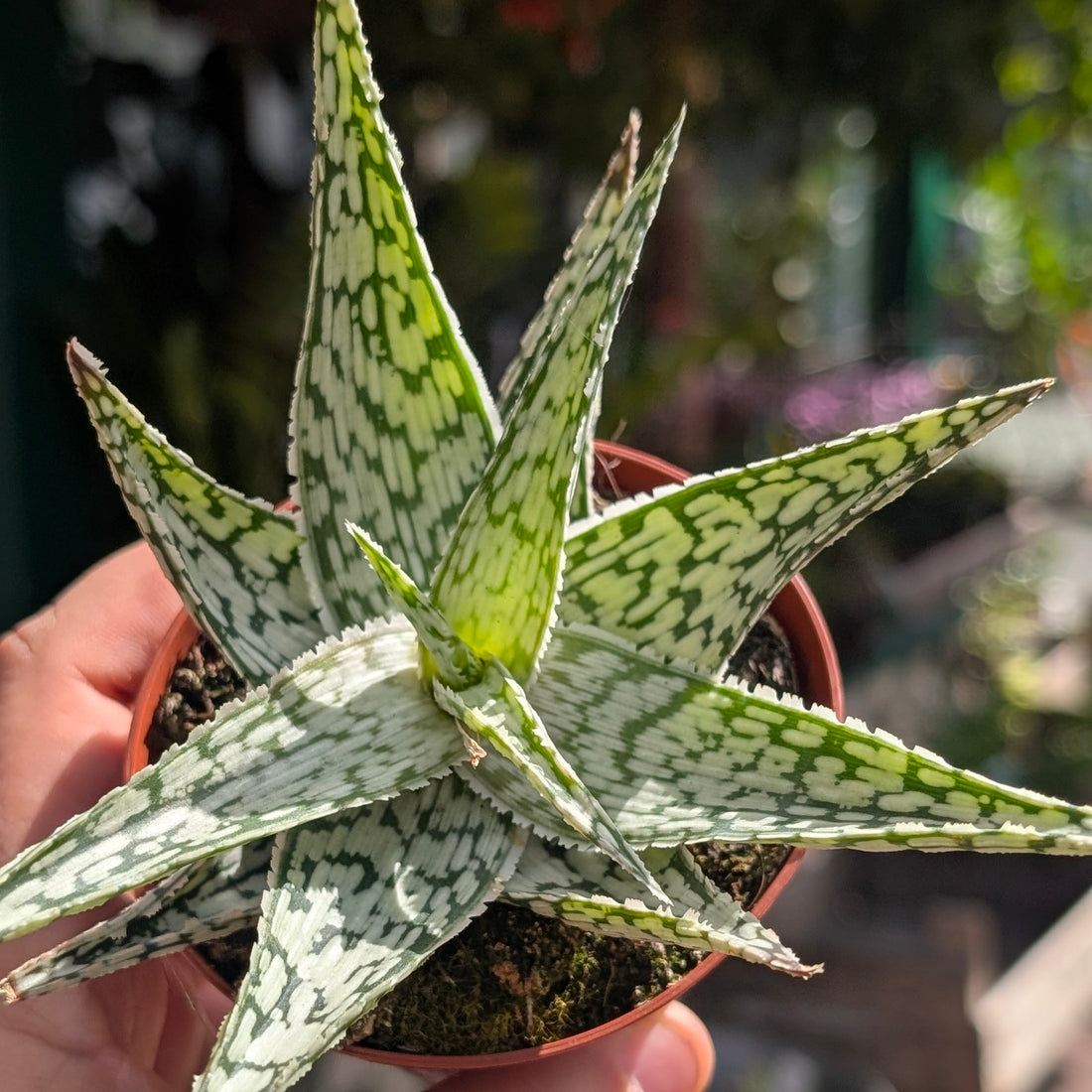 Aloe somaliensis (Somalian Aloe)