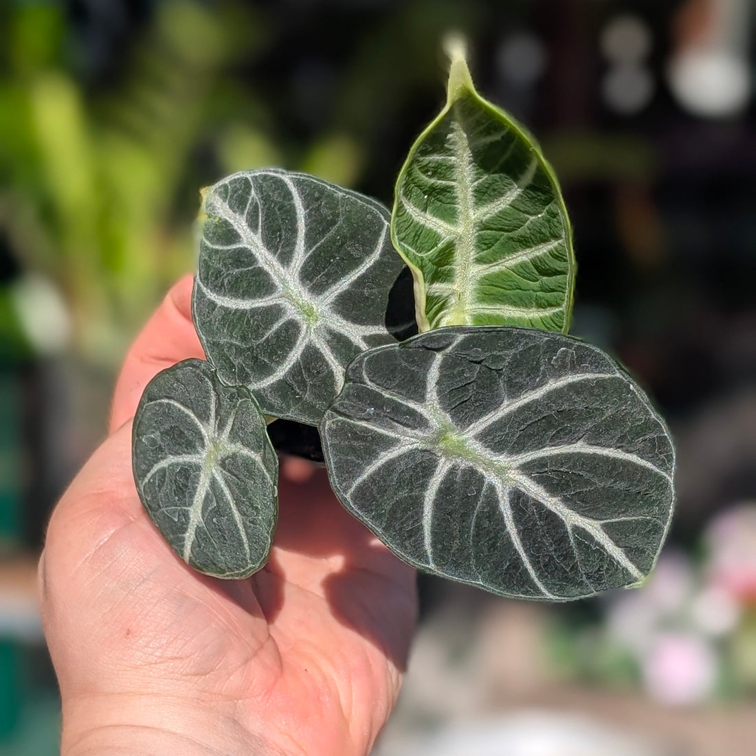 Alocasia &