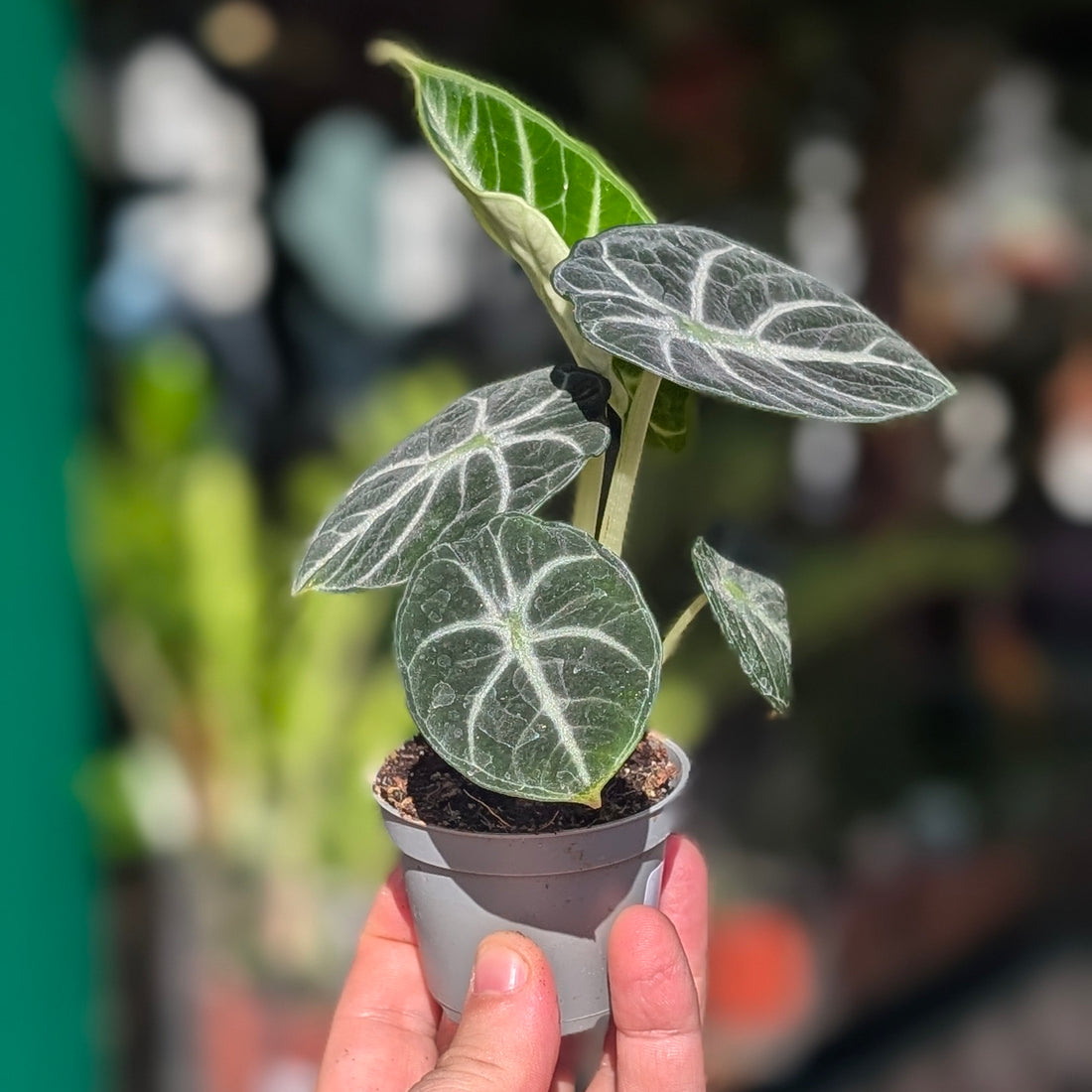 Alocasia &