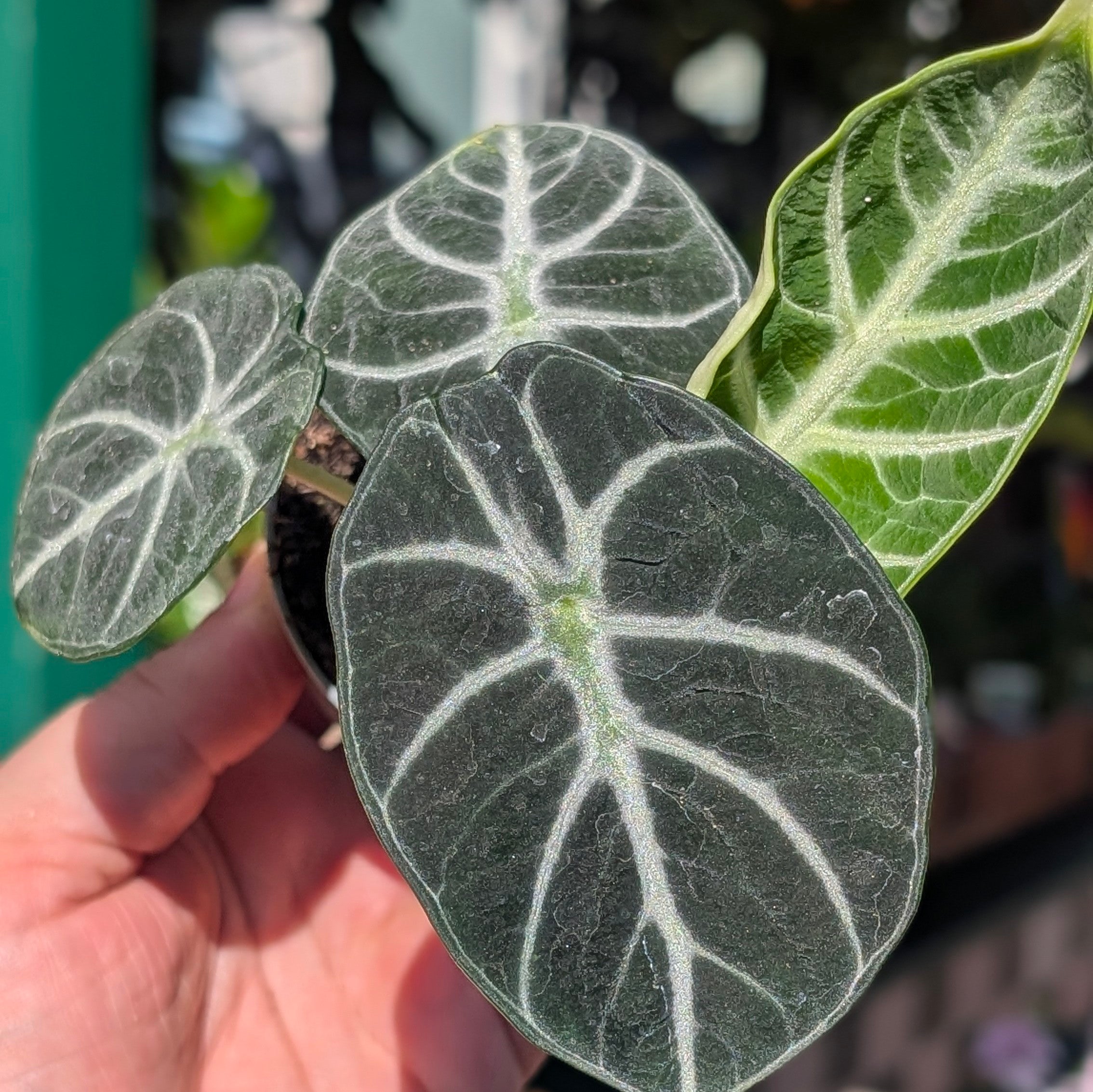 Alocasia &