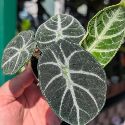 Alocasia &