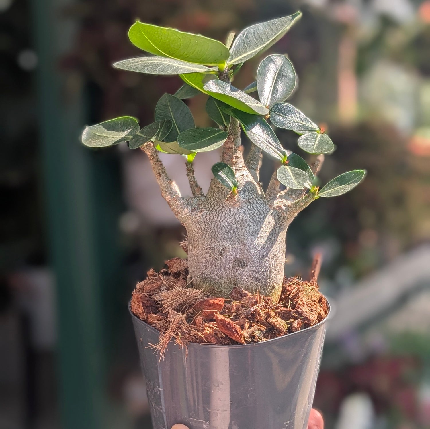 Adenium obesum &