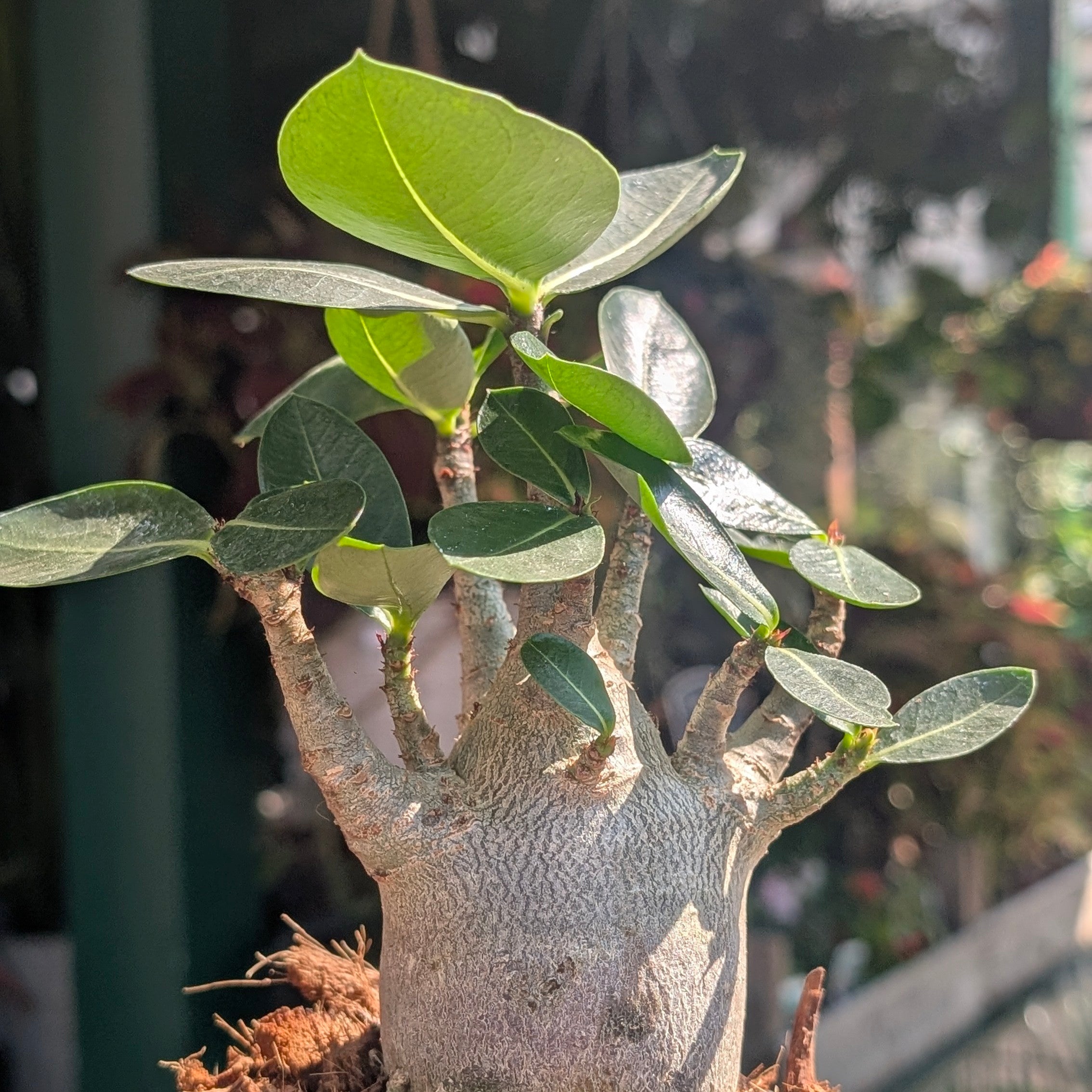 Adenium obesum &