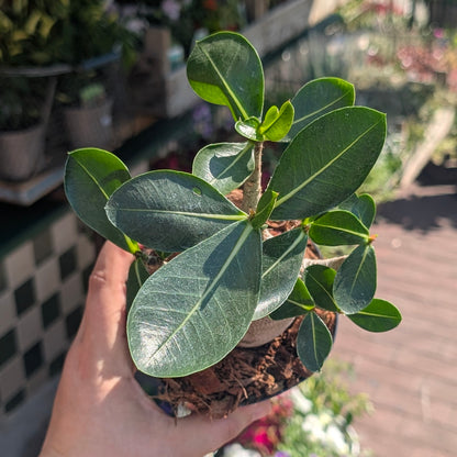 Adenium obesum &