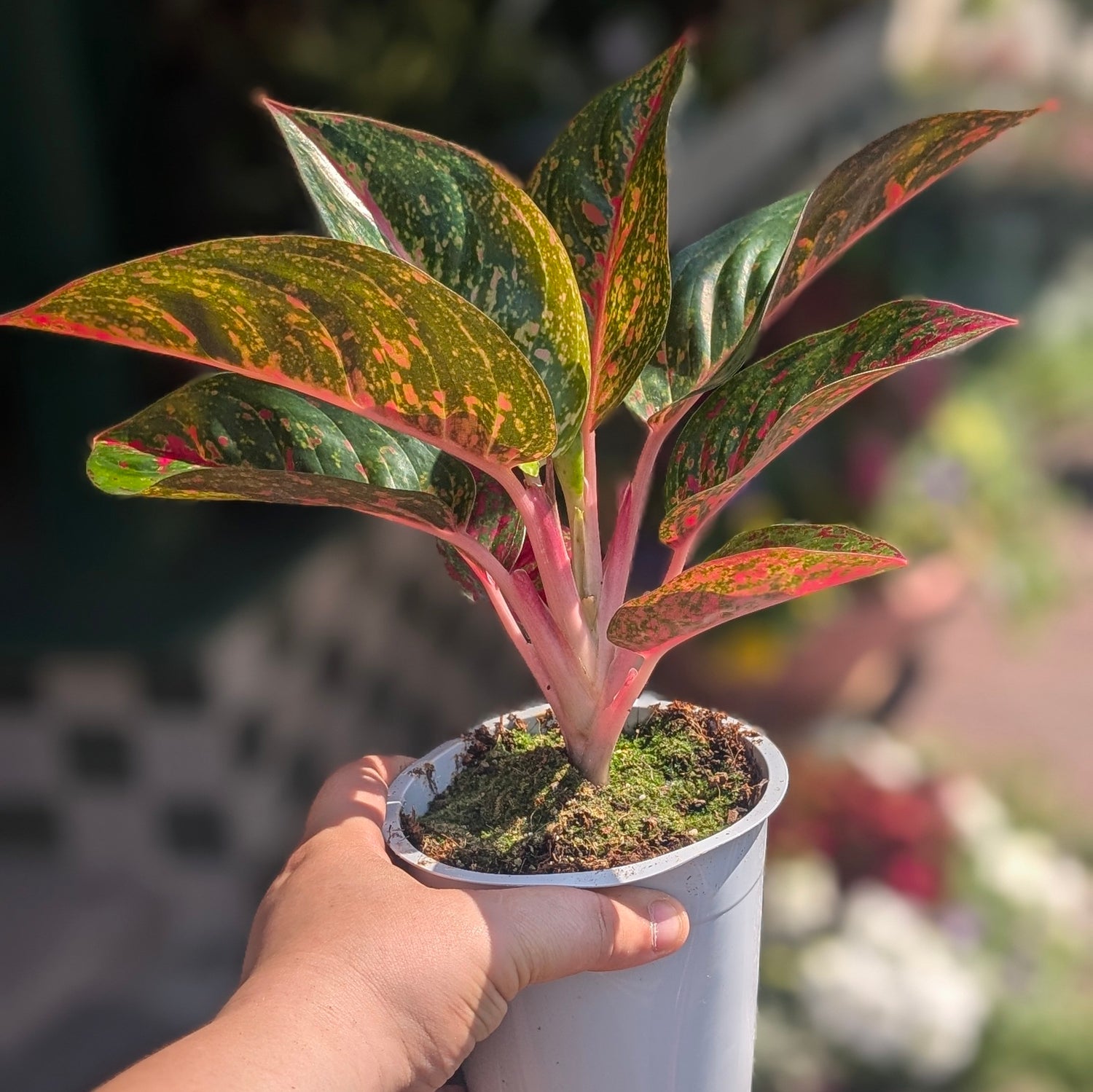 Aglaonema &