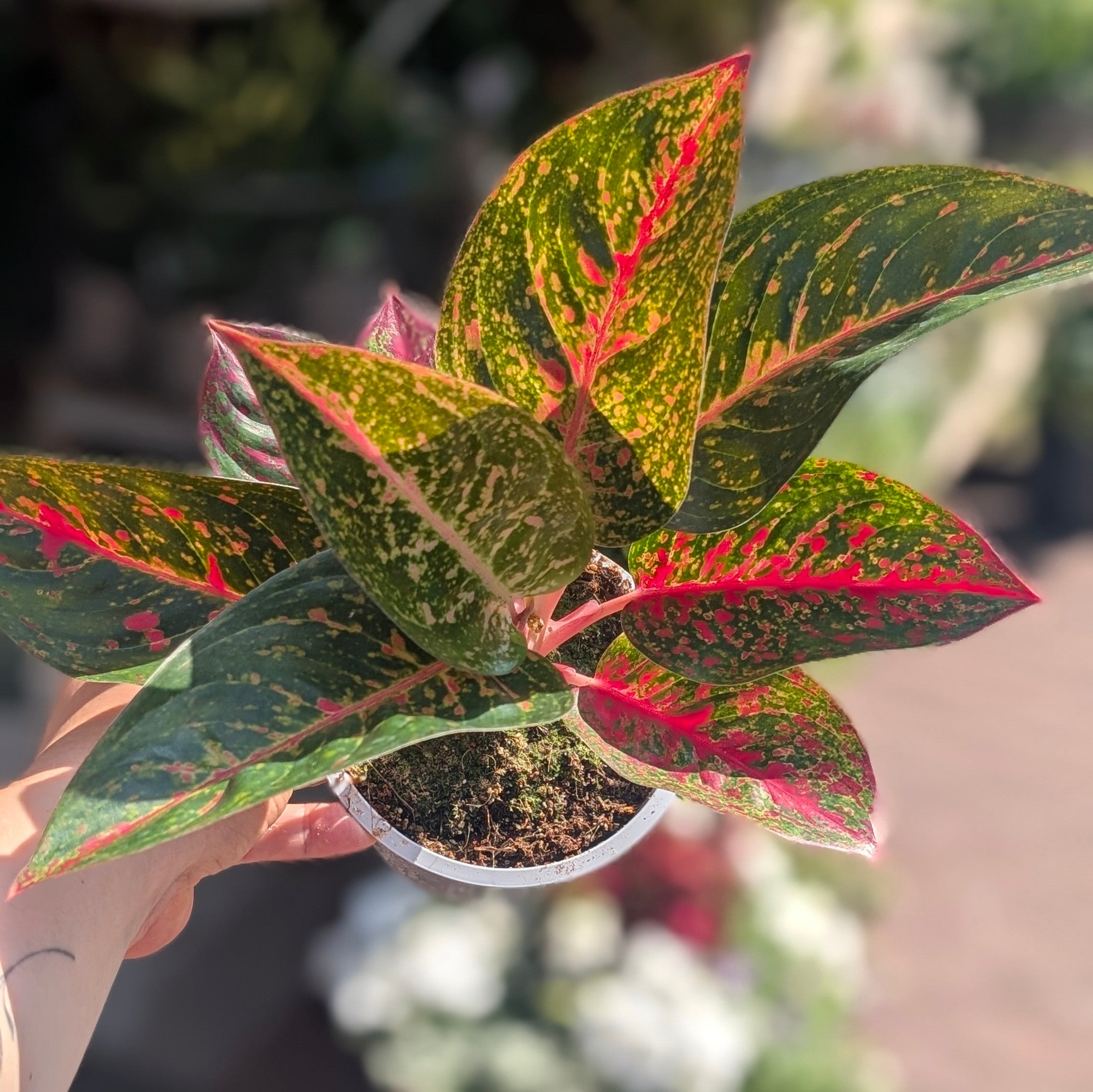 Aglaonema &