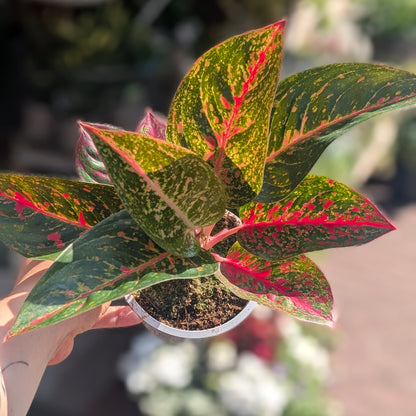 Aglaonema &