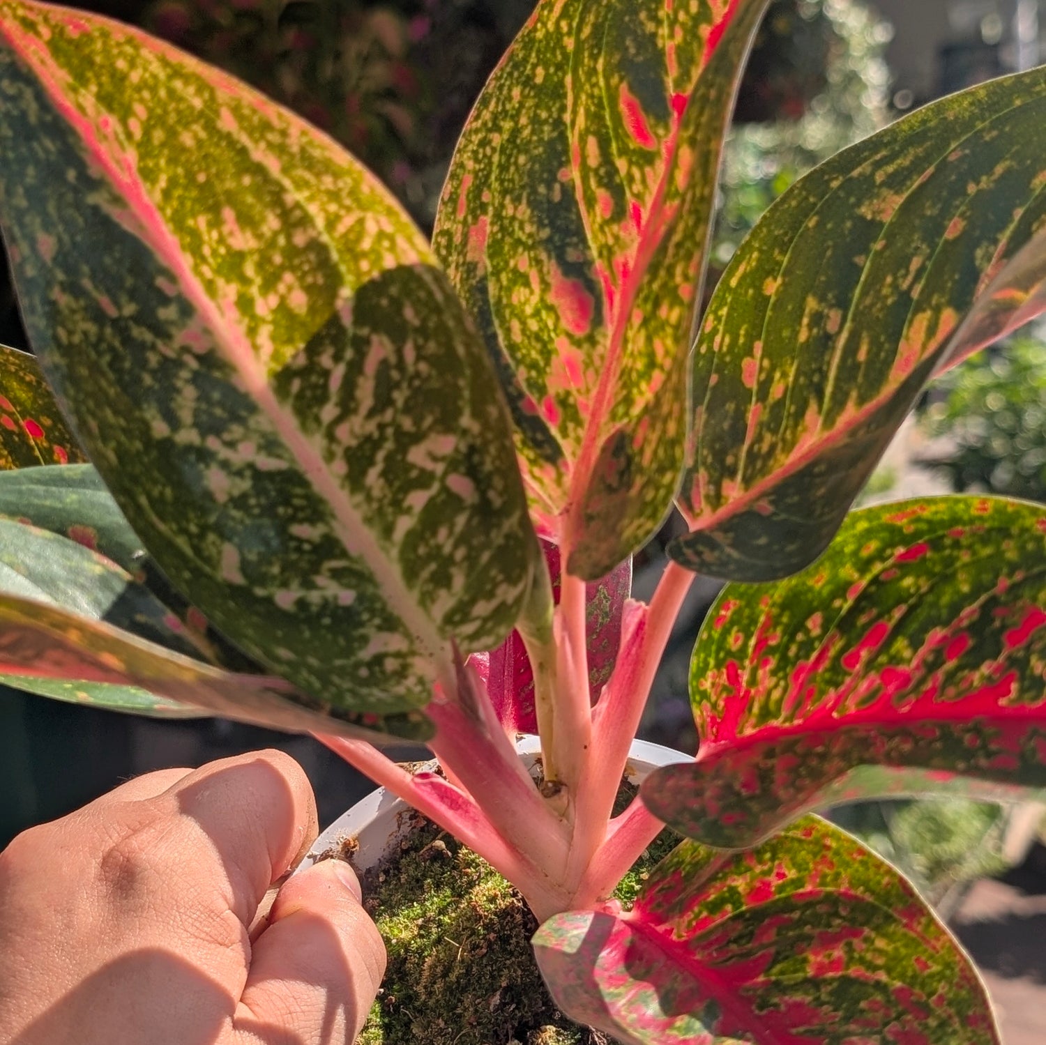 Aglaonema &