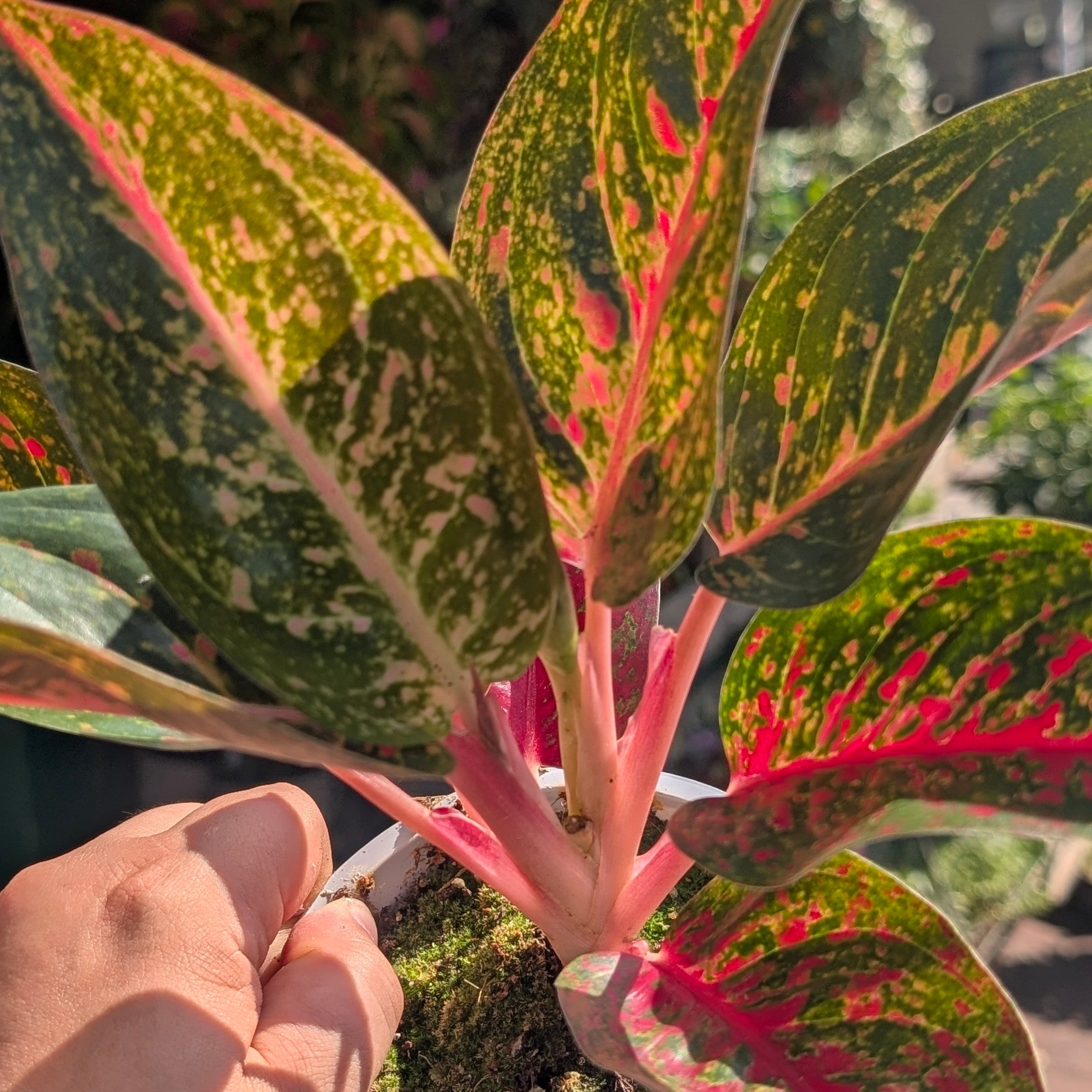Aglaonema &
