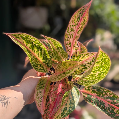 Aglaonema &