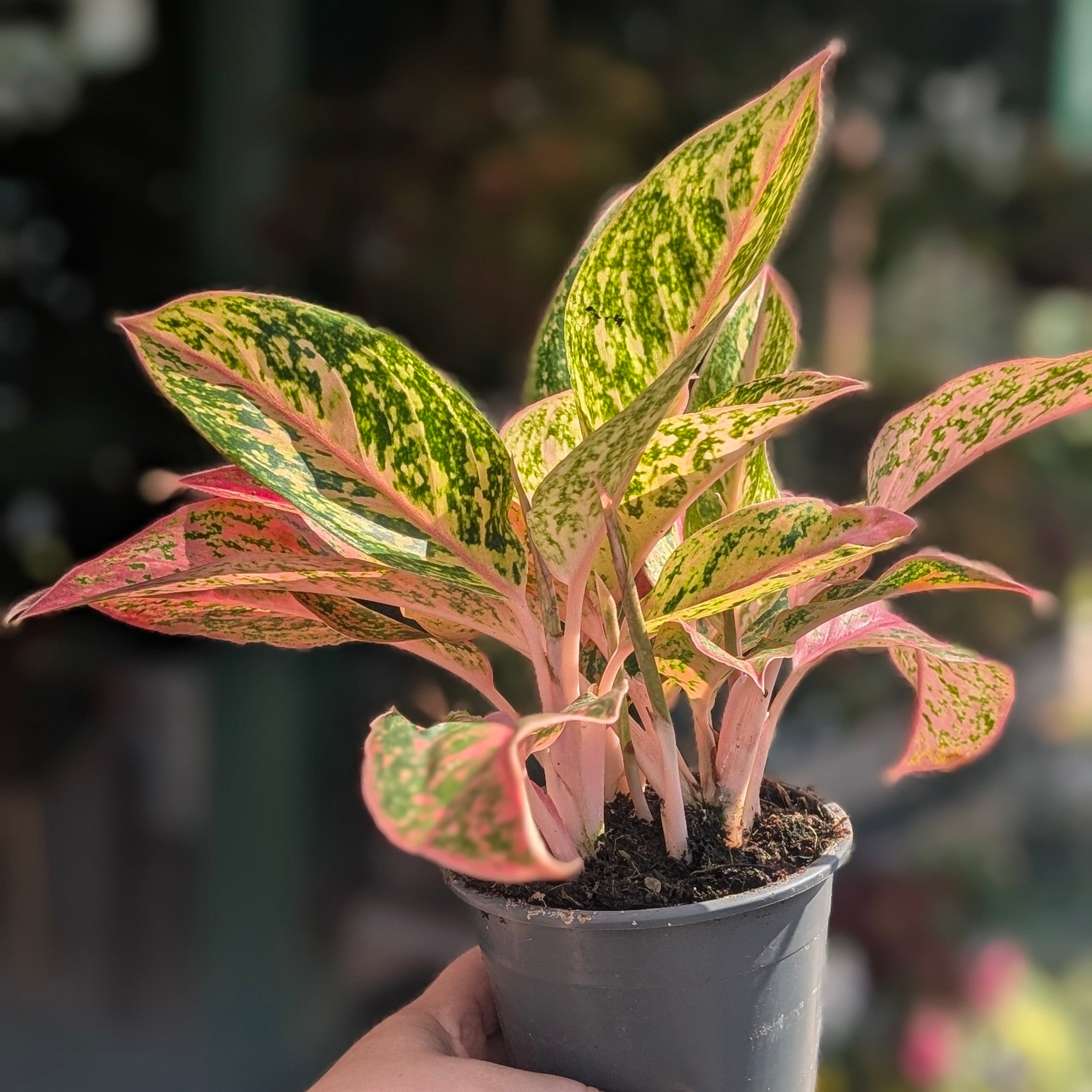 Aglaonema &