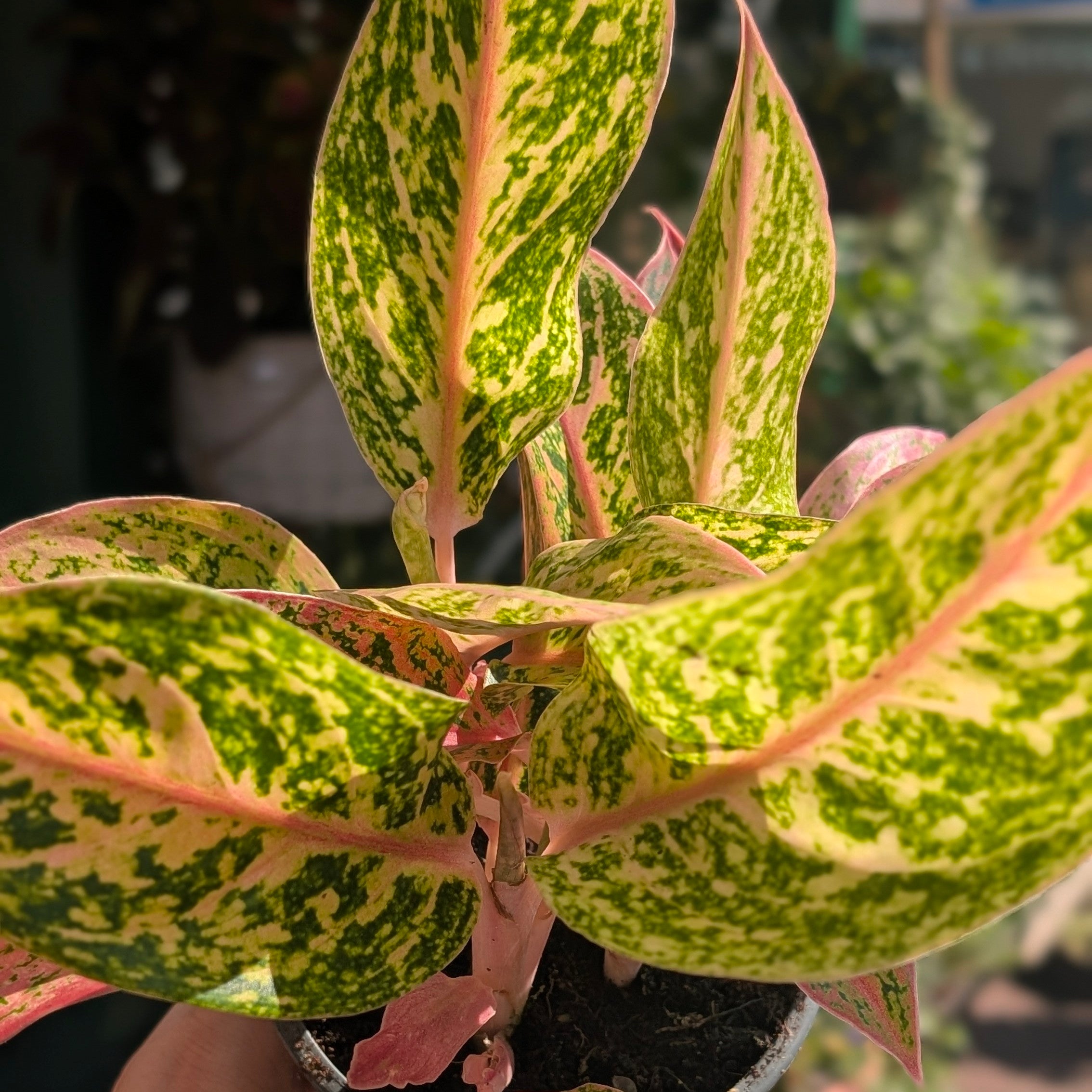 Aglaonema &