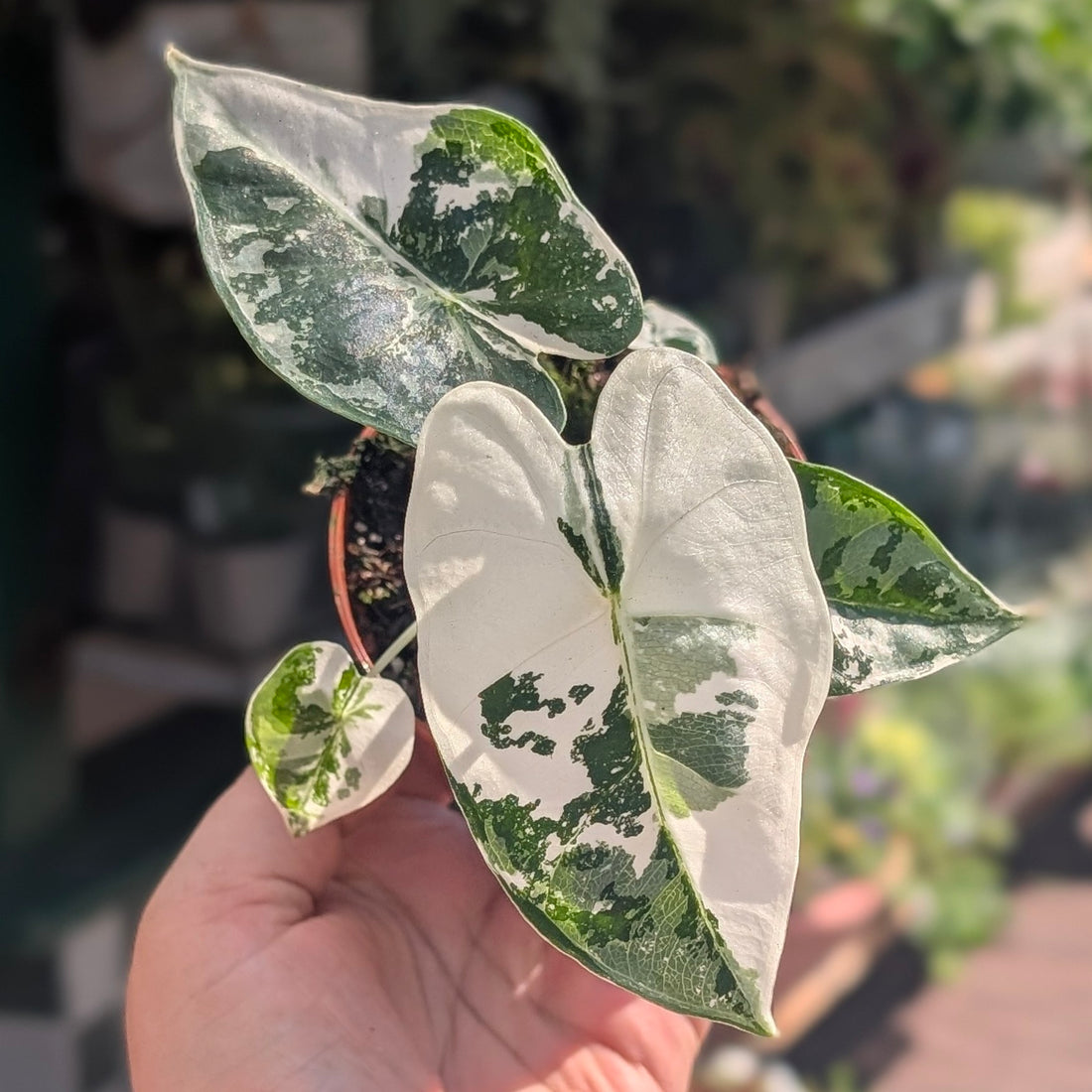 Alocasia micholitziana &