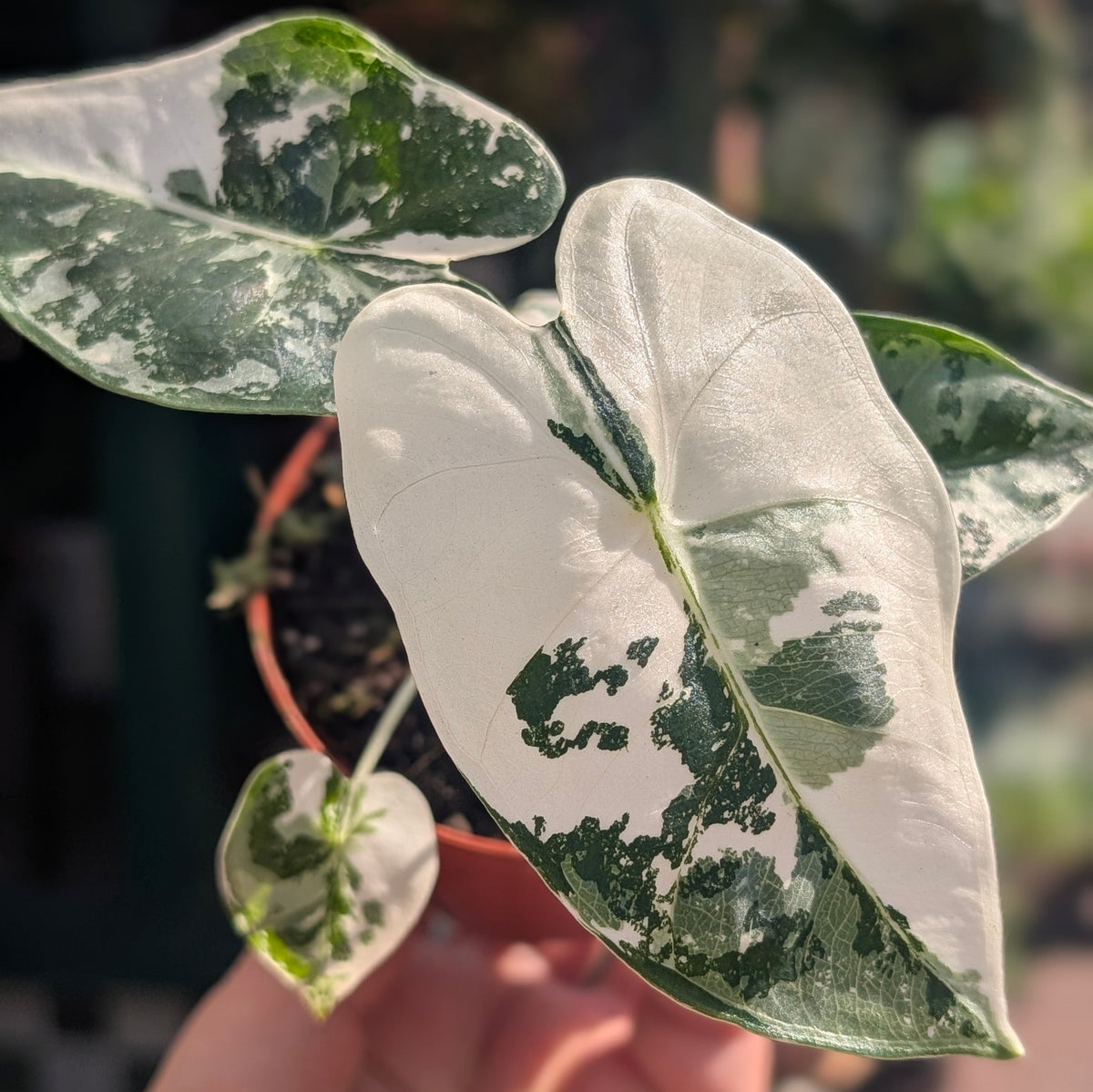 Alocasia micholitziana &