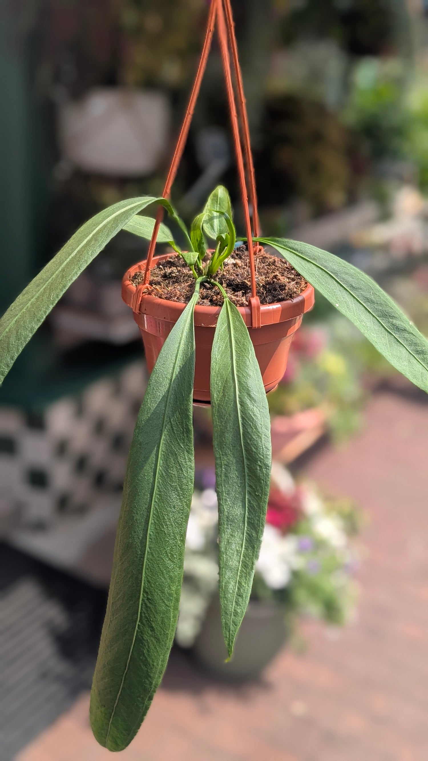 Anthurium vittarifolium (Strap-leaf Anthurium)