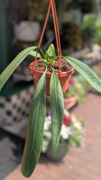 Anthurium vittarifolium (Strap-leaf Anthurium)