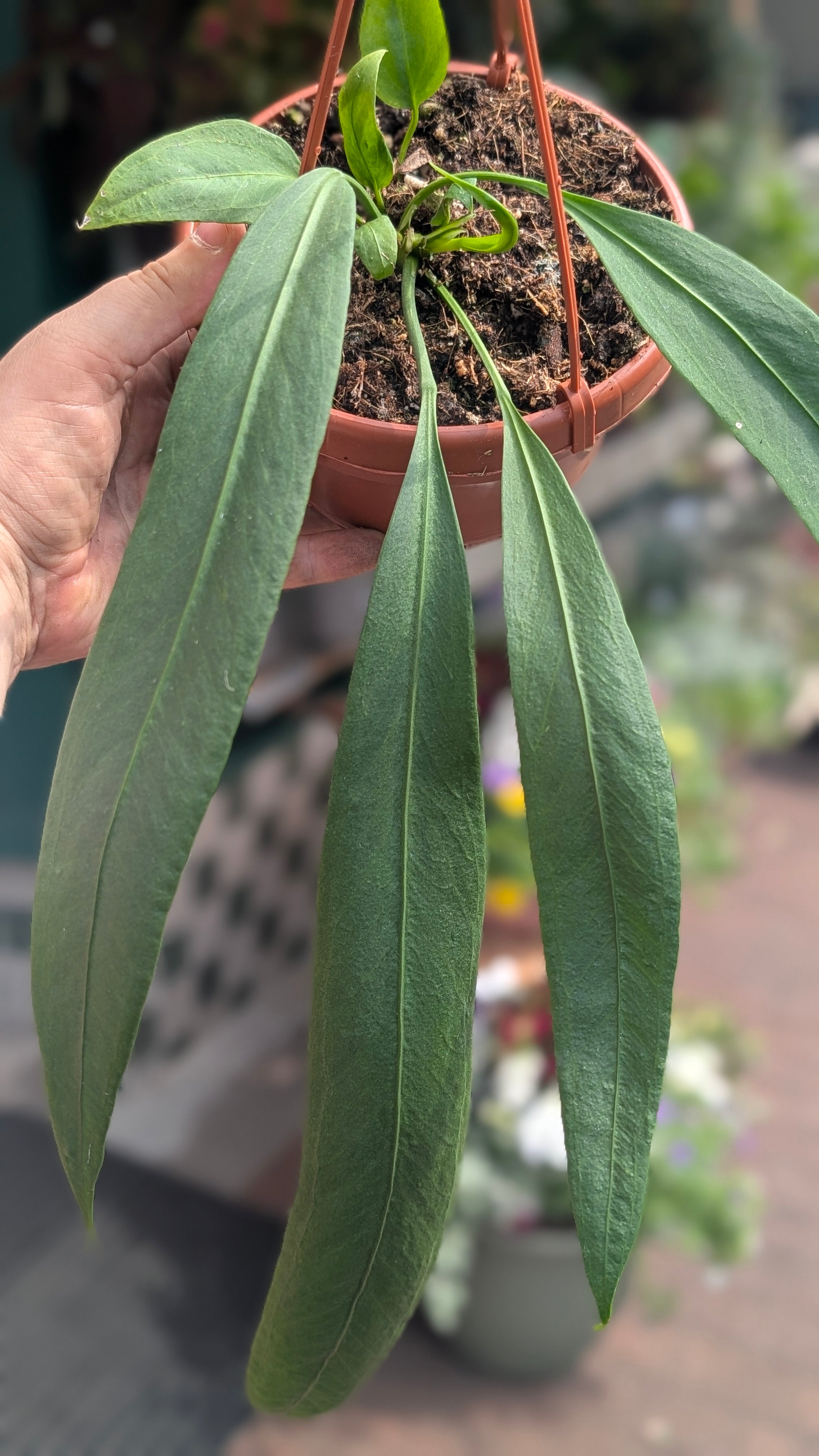 Anthurium vittarifolium (Strap-leaf Anthurium)