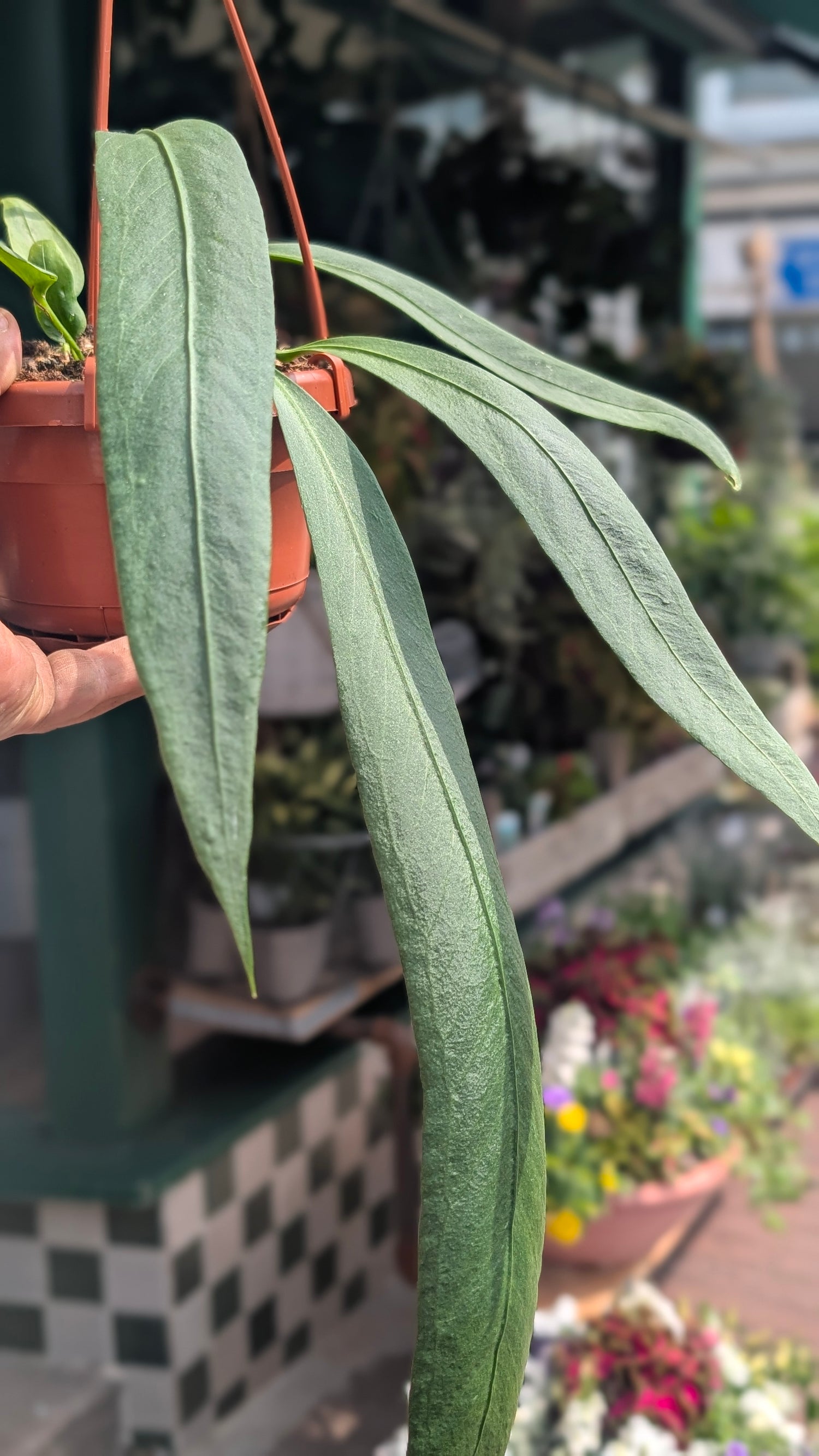 Anthurium vittarifolium (Strap-leaf Anthurium)