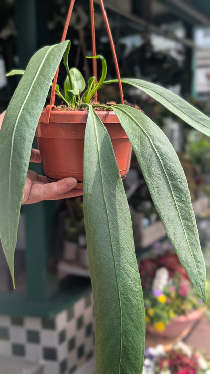 Anthurium vittarifolium (Strap-leaf Anthurium)