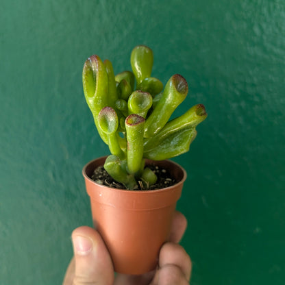 Crassula convoluta (Jade Plant)