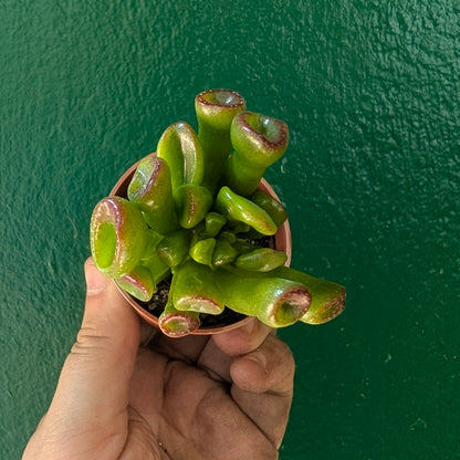 Crassula convoluta (Jade Plant)