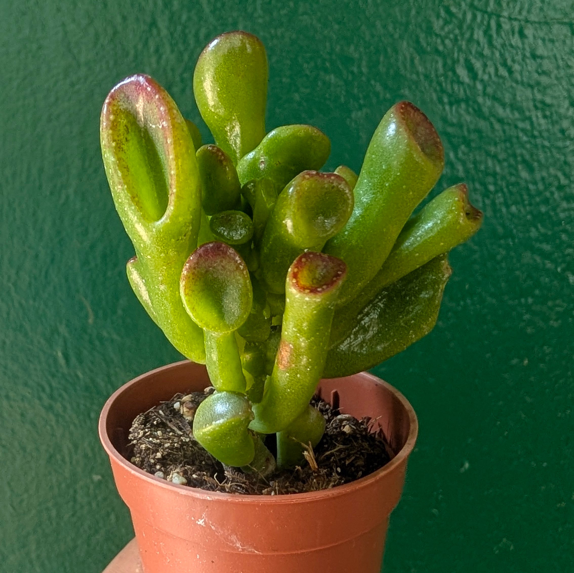 Crassula convoluta (Jade Plant)