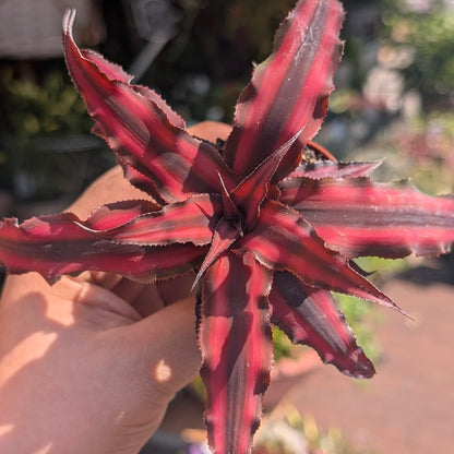 Cryptanthus bivittatus (Earth star)