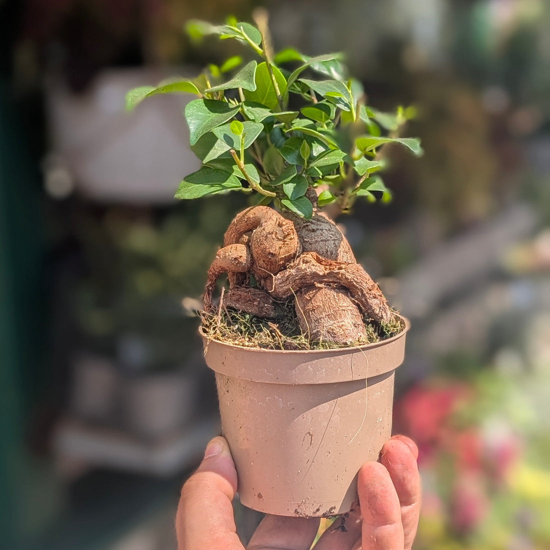 Ficus microcarpa &
