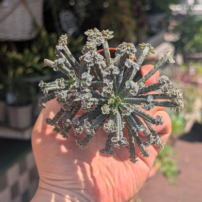 Kalanchoe Tubiflora (Mother of Millions)