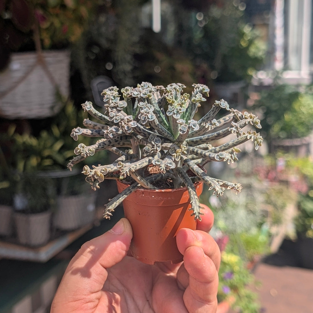 Kalanchoe Tubiflora (Mother of Millions)